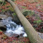 Padley Gorge 1