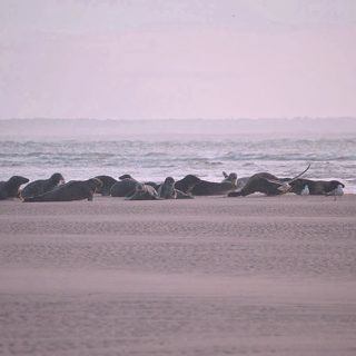 Blakeney Point Seals