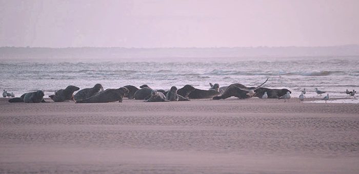 Blakeney Point Seals