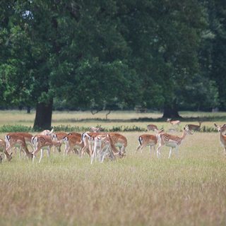 Deer Park - Holkham Hall