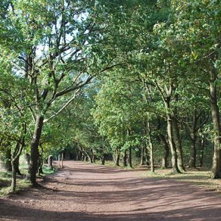 Major_Oak_1