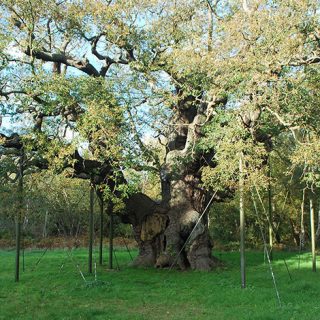 Major_Oak_2