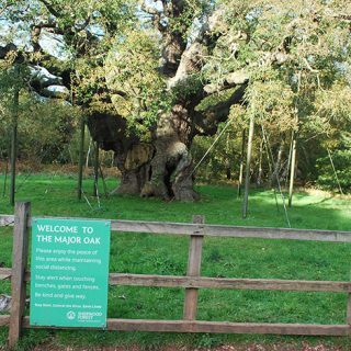Major_Oak_3