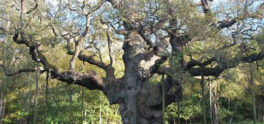 Major Oak 4