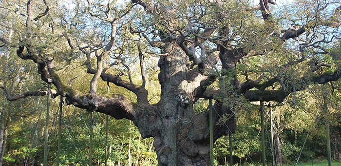 Major Oak 4