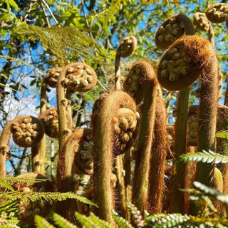 Lost_Garden_4