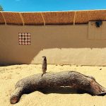 Meerkat Manor - Wicksteed Park