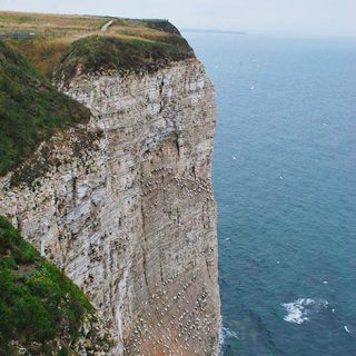 Bempton2