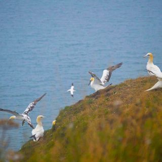 Bempton3