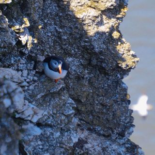 Bempton5