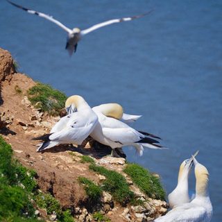 Bempton6