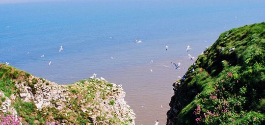 Bempton7