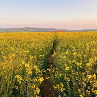 Staithes - Canola Flower Field