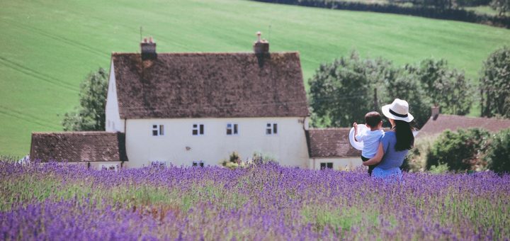 snowshill lavender