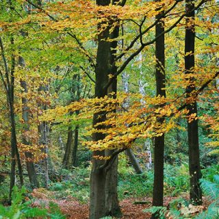 Beacon Hill Country Park