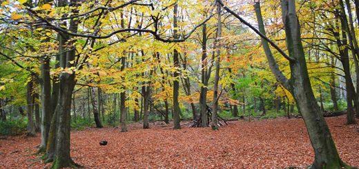 Beacon Hill Country Park featured