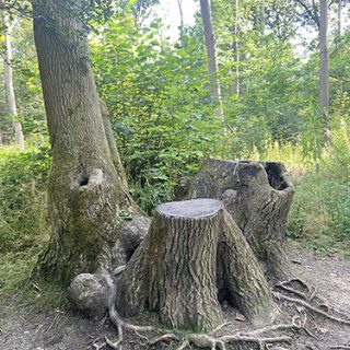 Fineshade Wood