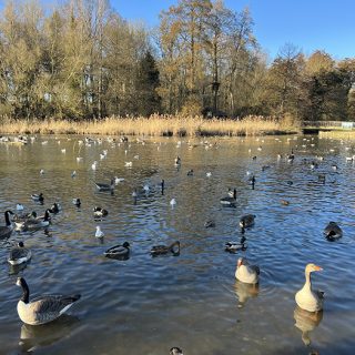 Coombe Abbey Country Park - Ducks