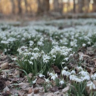 Coombe Abbey Country Park - Snowdrop