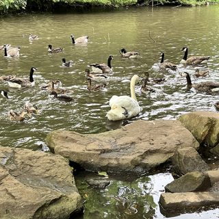 Markeaton Park