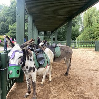 Traditional Donkey Rides - Markeaton Park