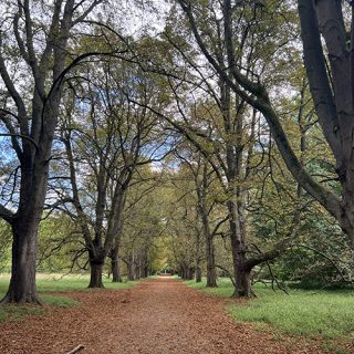 Woodland Walk - Anglesey Abbey