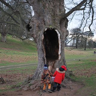 Tree Hollow - Calke Abbey
