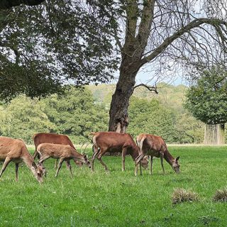Deer Park - Calke Abbey