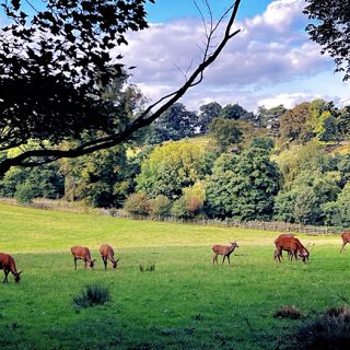 Deer Park - Calke Abbey