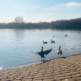 Rufford Lake, Rufford Abbey