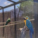 Parrots in Woolloomooloo Aviary - Wicksteed Park