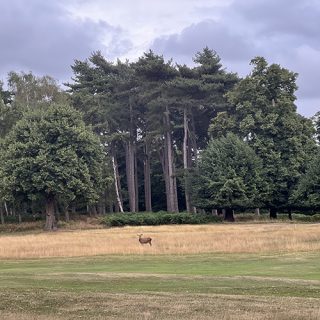 Wollaton Park