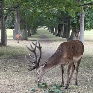 Deer, Wollaton Park