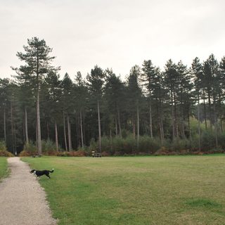 Sherwood Pines - Forest and Path