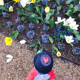 Tulips, Parterre, Waddesdon Manor