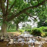 Shallow Stream - River Lyn - Bradgate Park