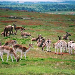 Deer - Bradgate Park
