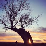 Old tree in Sun set - Bradgate Park