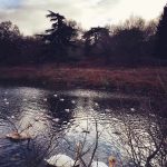 Swan and other birds in Bradgate Park