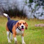 Dog - Bradgate Park