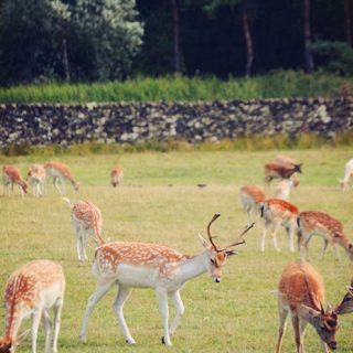 Deer - Bradgate Park