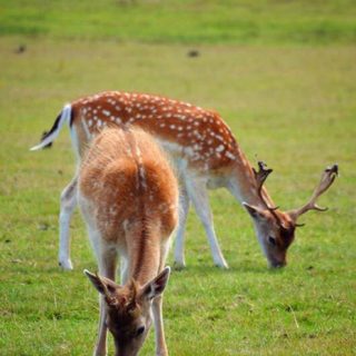 Deer - Bradgate Park