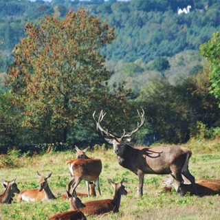 Deer - Bradgate Park