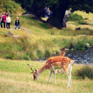 Deer - Bradgate Park