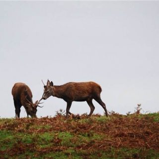 Deer - Bradgate Park
