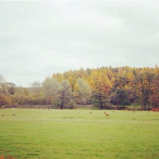 Bradgate Park