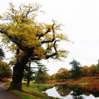 Bradgate Park