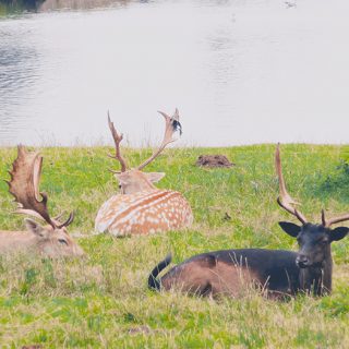 Deer - Bradgate Park