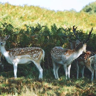 Deer - Bradgate Park