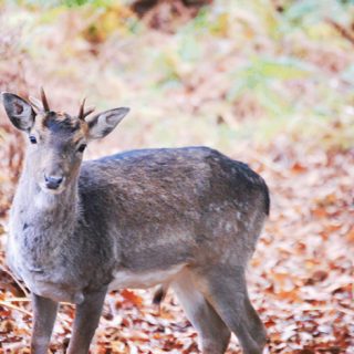 Deer - Bradgate Park